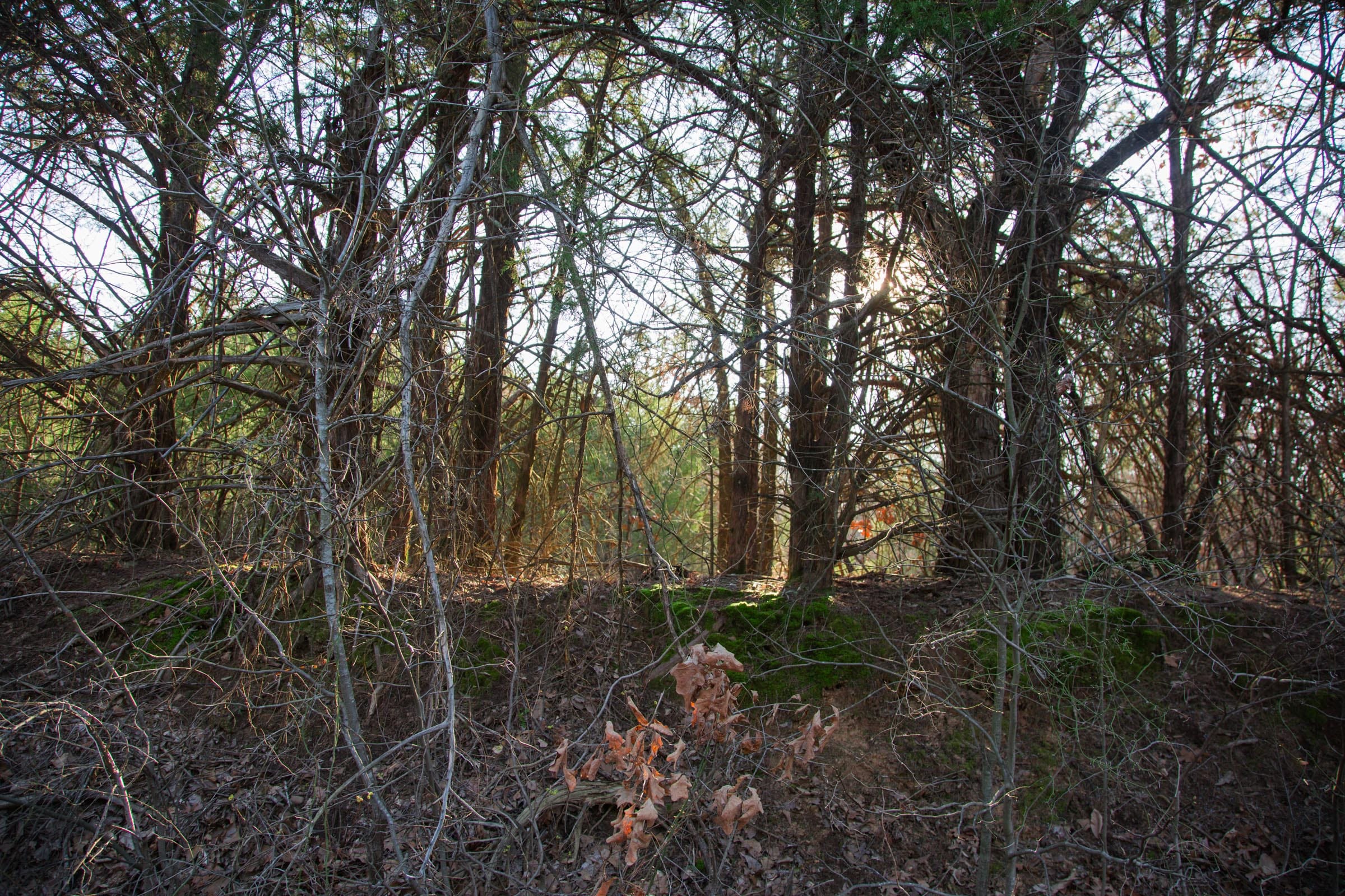 Eufaula Cove Tract 26 photo 9