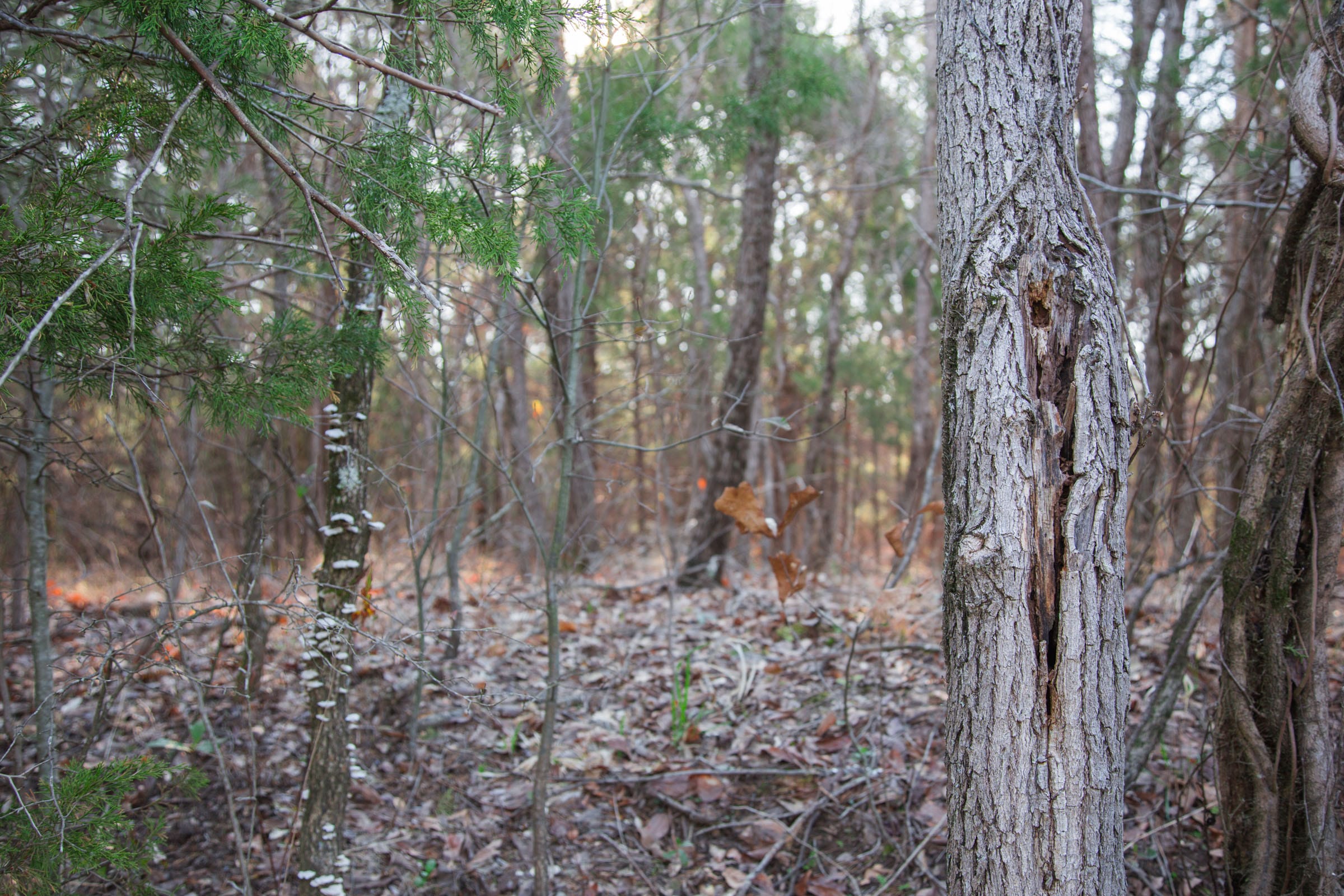 Eufaula Cove Tract 26 photo 14