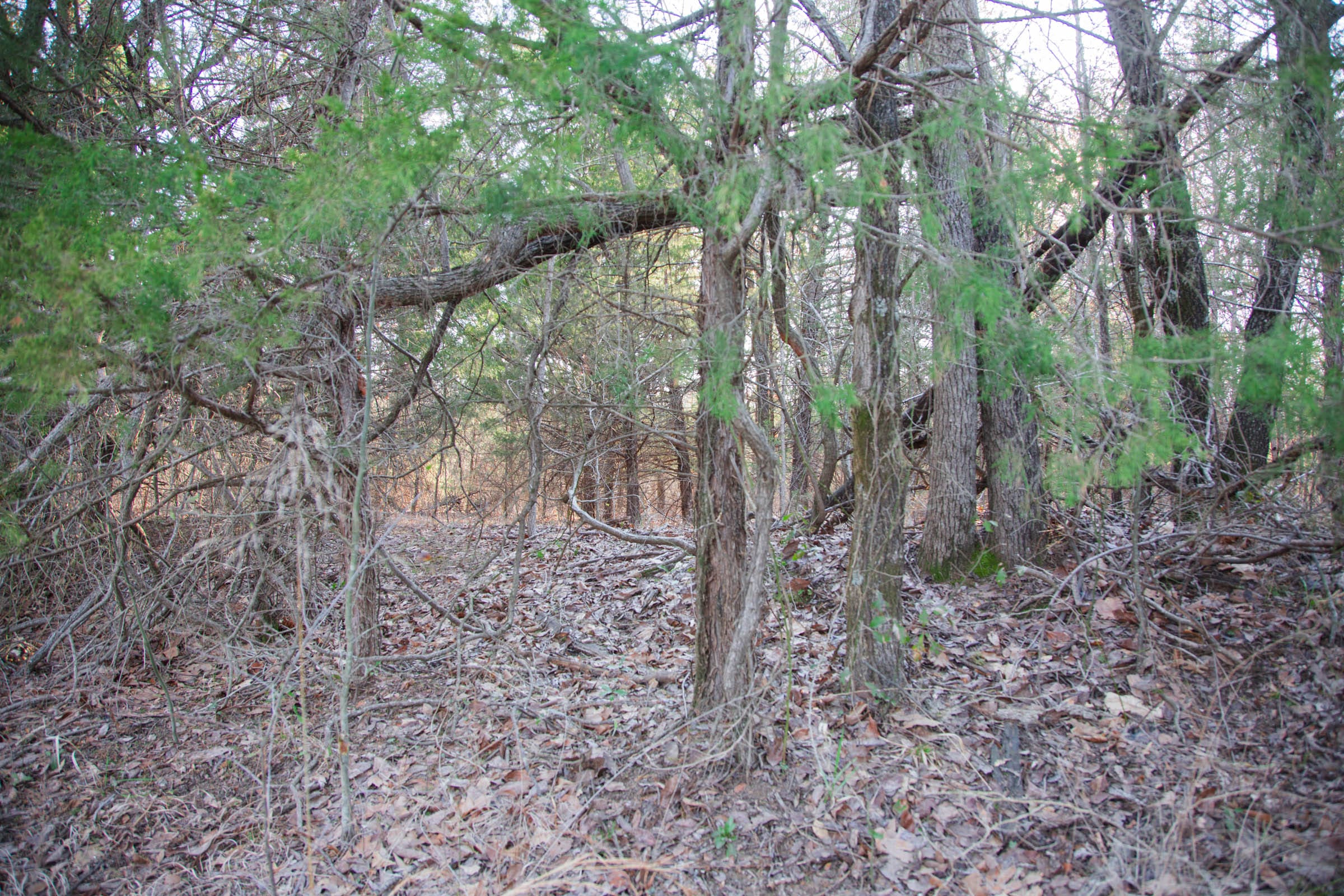 Eufaula Cove Tract 26 photo 15