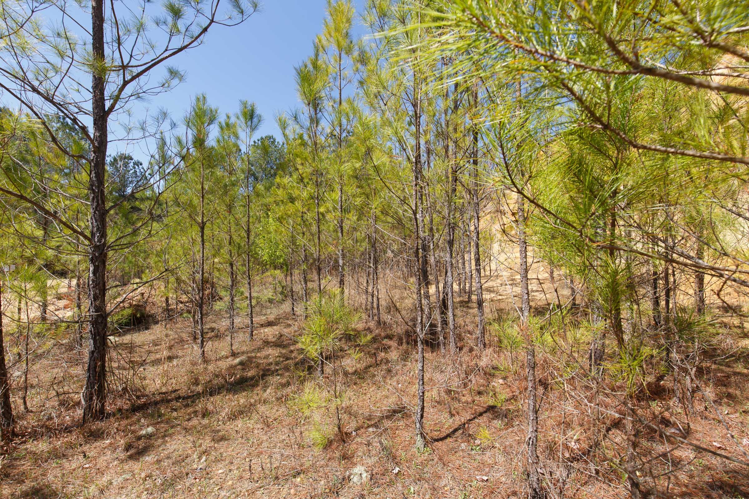 Southern Hills Tract 13 photo 20
