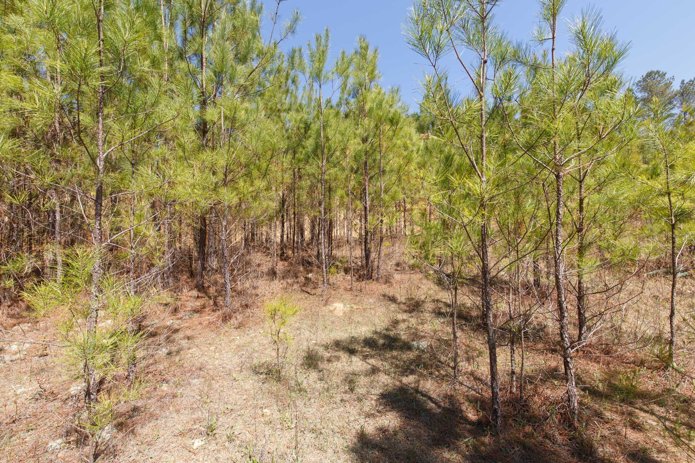 Southern Hills Tract 13 photo 24