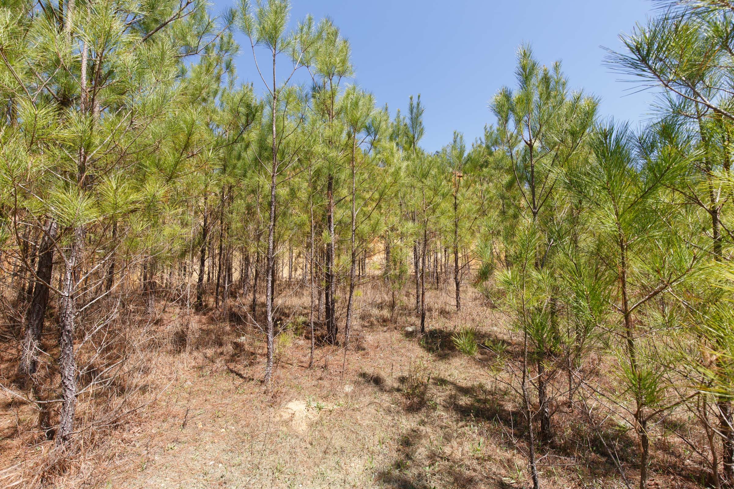 Southern Hills Tract 13 photo 25