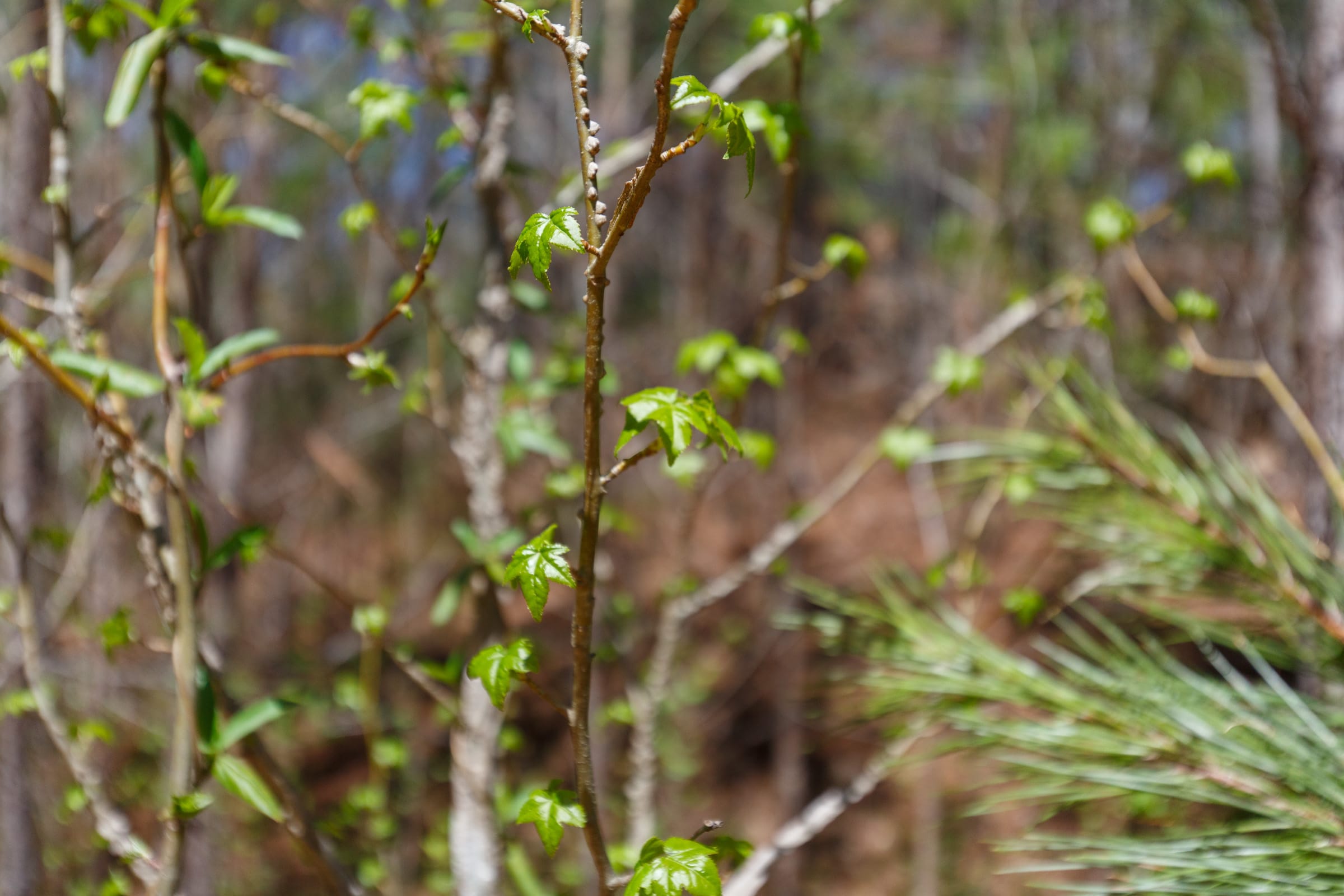 Southern Hills Tract 13 photo 27