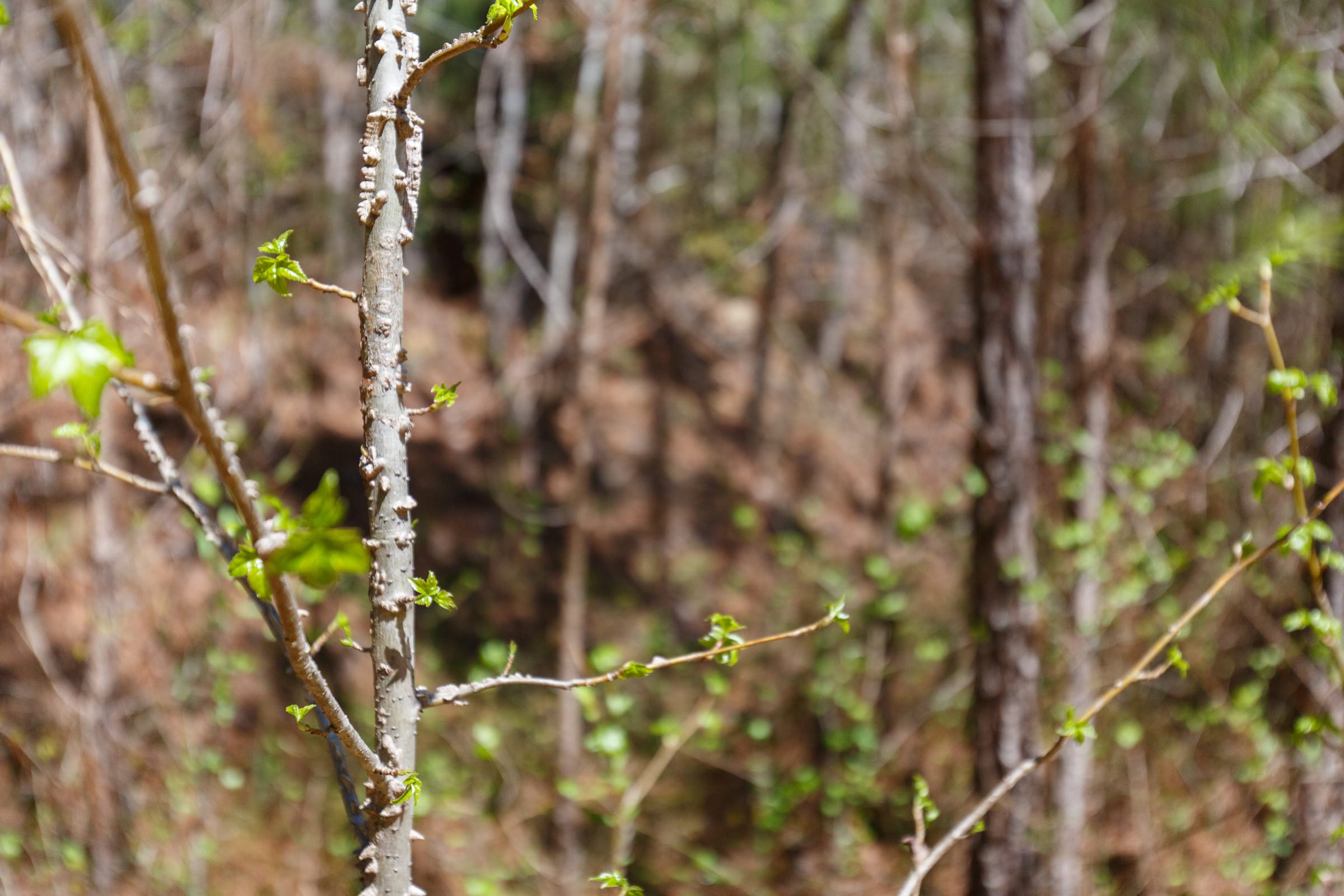Southern Hills Tract 13 photo 28