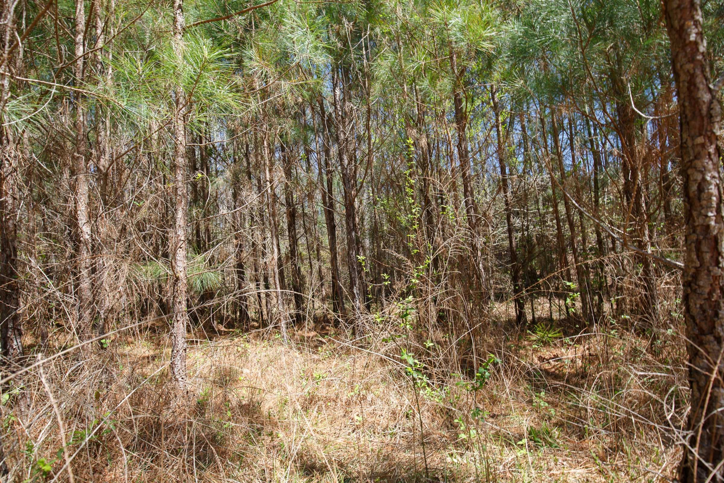 Southern Hills Tract 13 photo 32