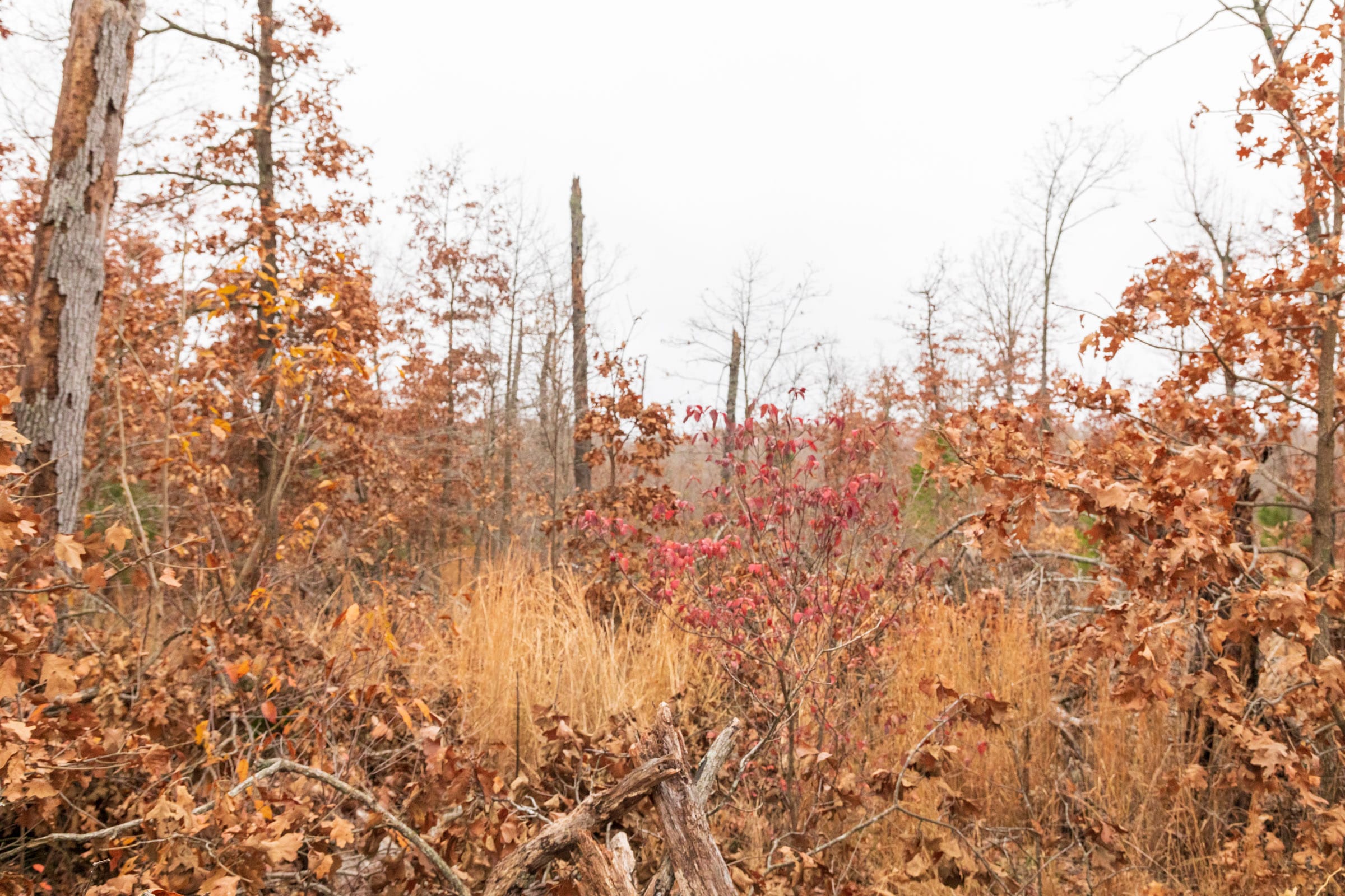 Carter’s Crossing Tract 5 photo 1