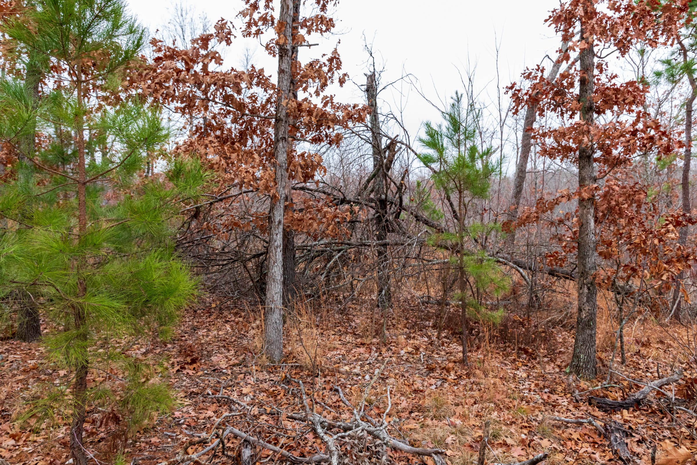 Carter’s Crossing Tract 5 photo 5