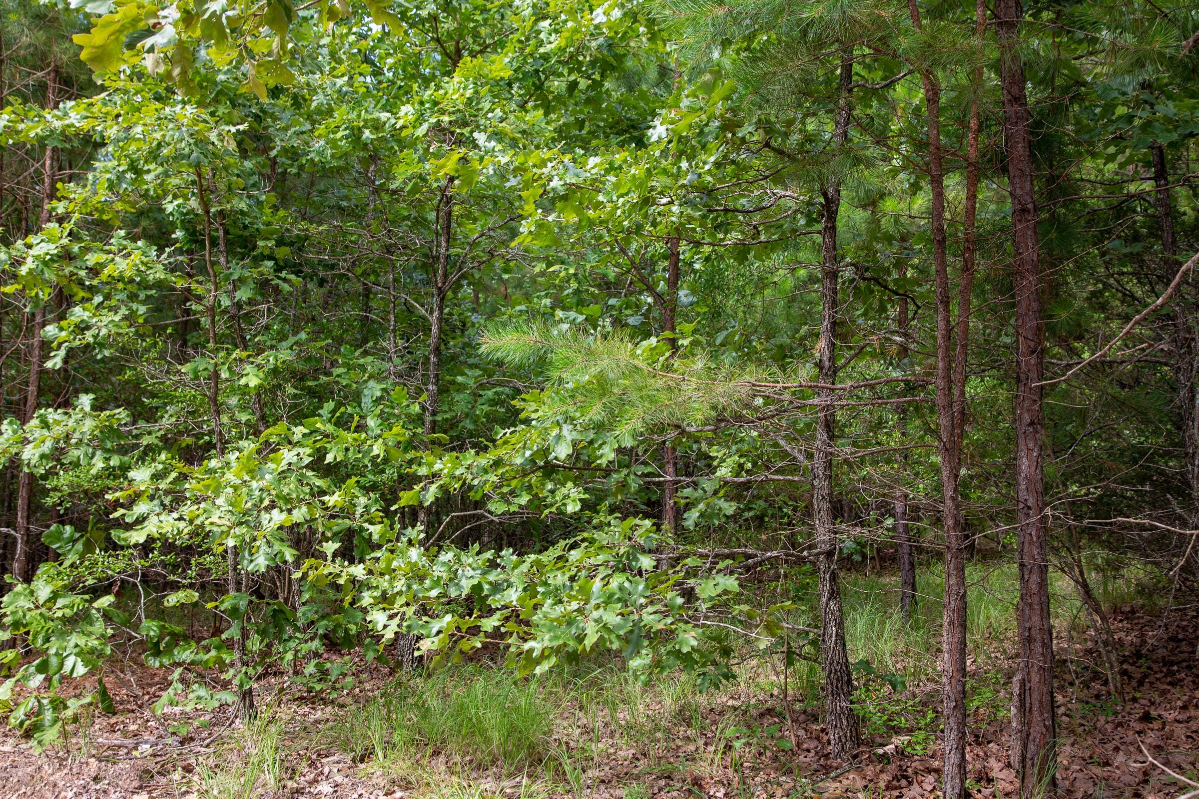 Tyler Stone Ranch Tract 47 photo 4