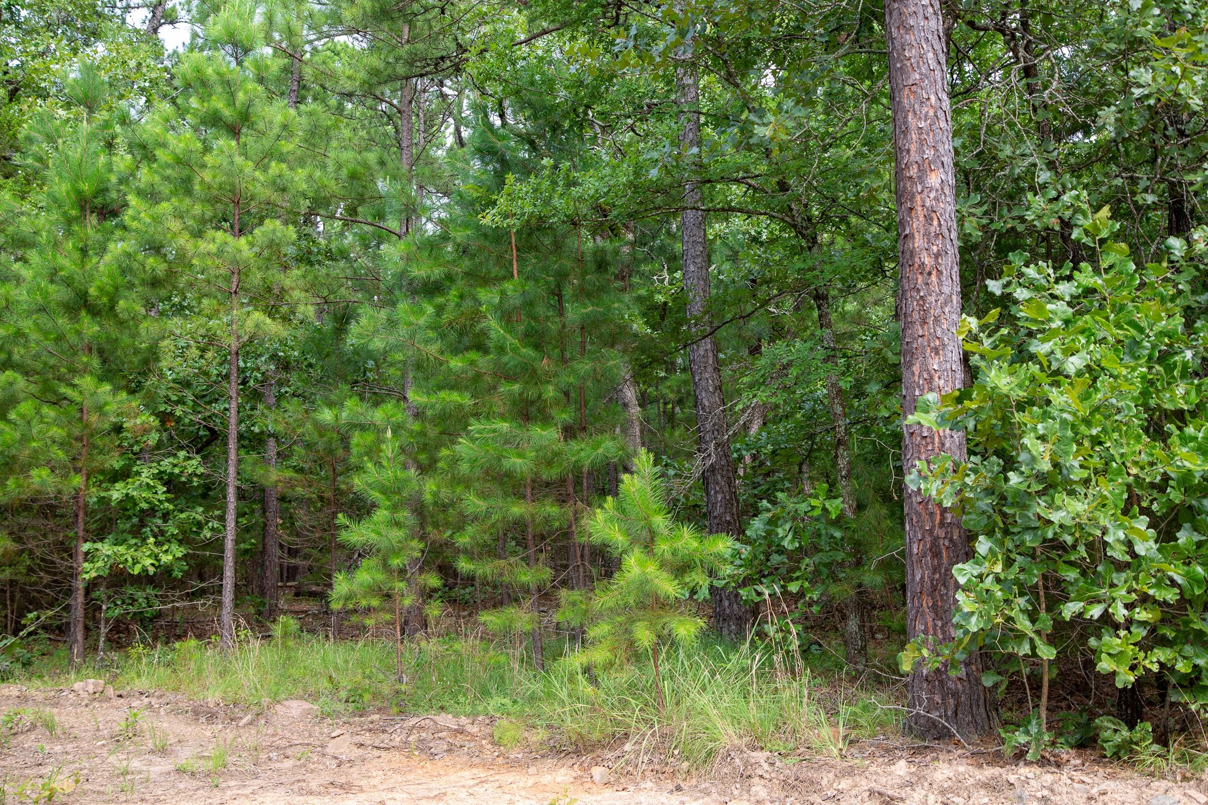 Tyler Stone Ranch Tract 47 photo 7