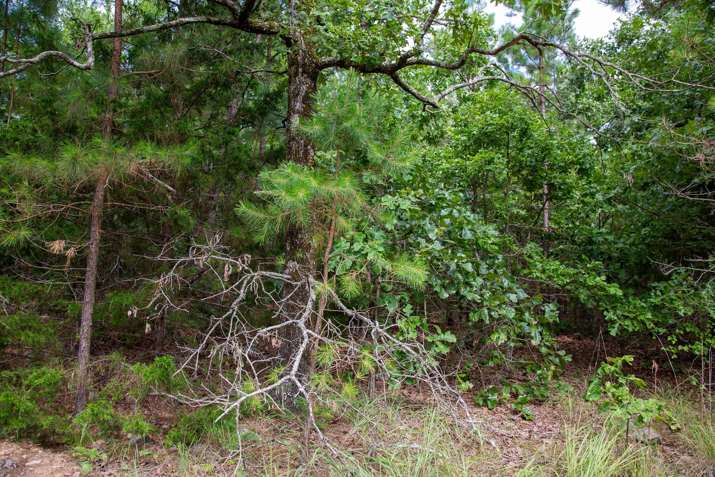 Tyler Stone Ranch Tract 47 photo 10