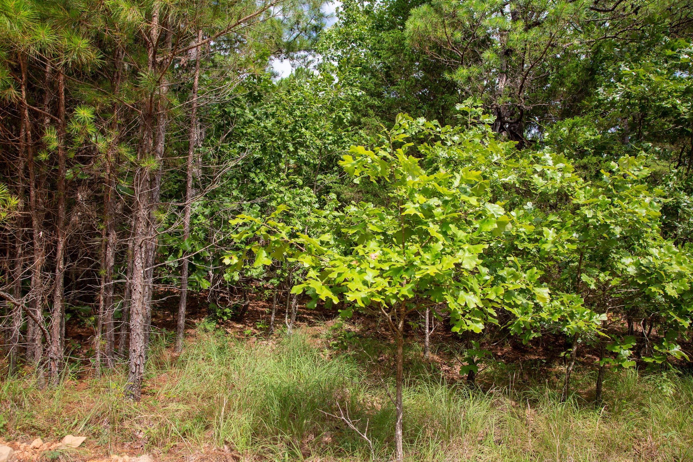 Tyler Stone Ranch Tract 47 photo 12