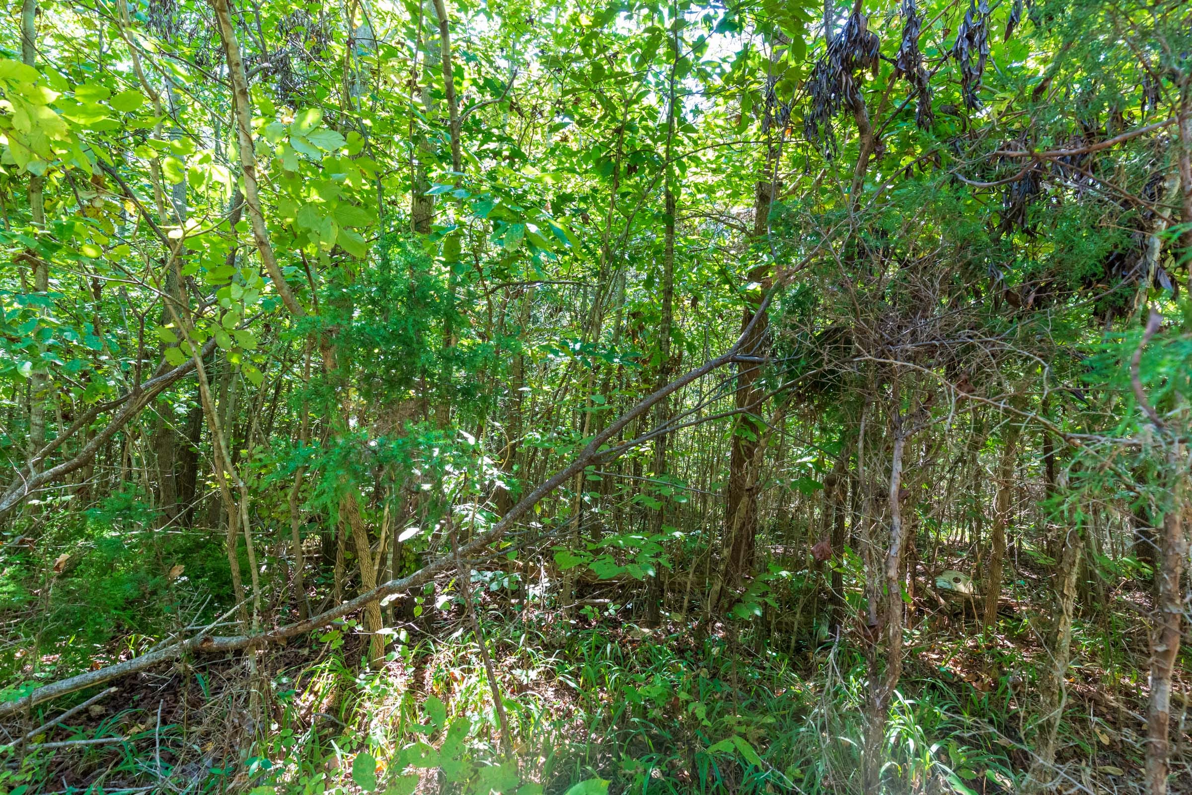 Redemption Ridge Tract 26 photo 2