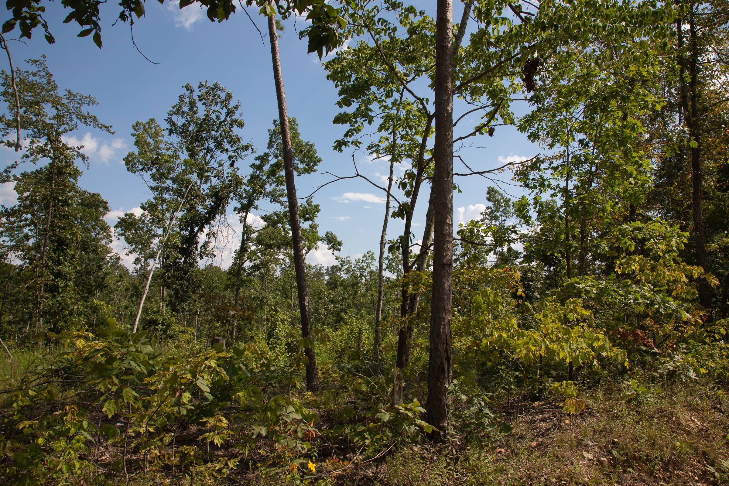 Borgmann’s Hollow Phase I Tract 18 photo 4