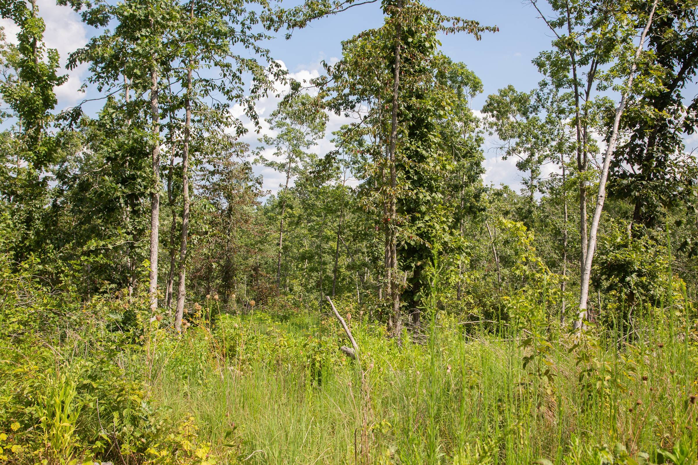 Borgmann’s Hollow Phase I Tract 18 photo 5