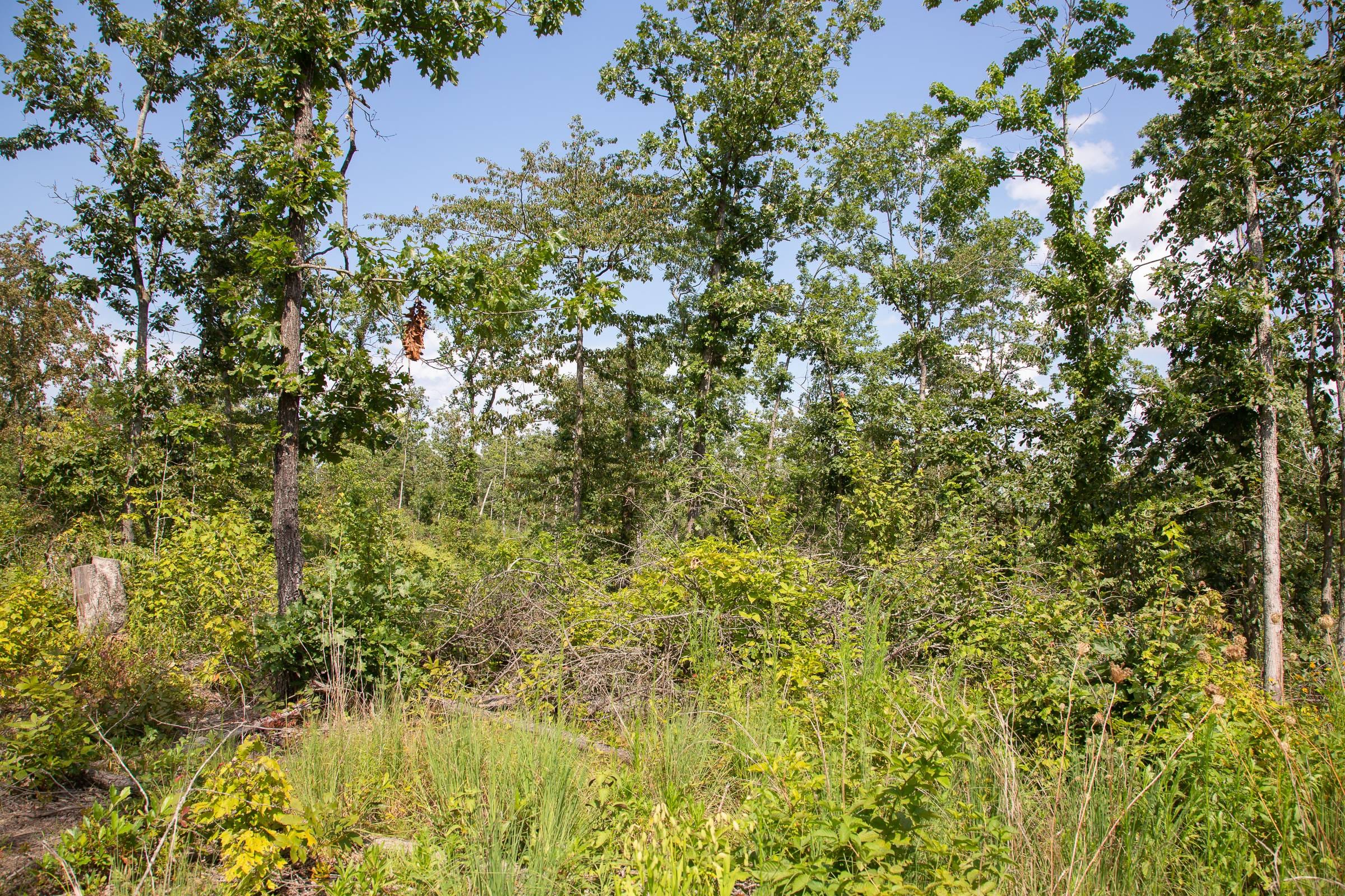 Borgmann’s Hollow Phase I Tract 18 photo 7