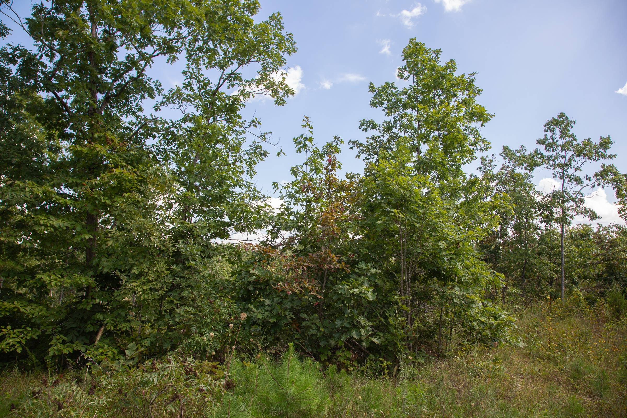 Borgmann’s Hollow Phase I Tract 18 photo 9