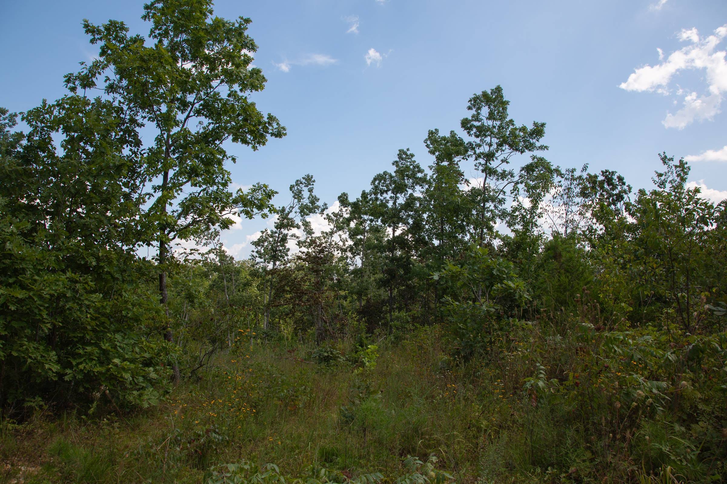 Borgmann’s Hollow Phase I Tract 18 photo 10