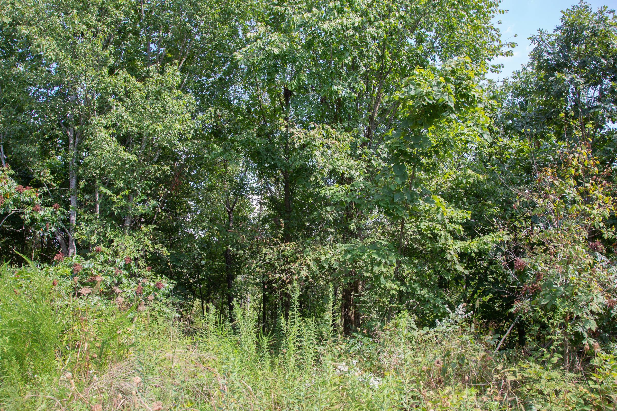 Borgmann’s Hollow Phase I Tract 18 photo 12