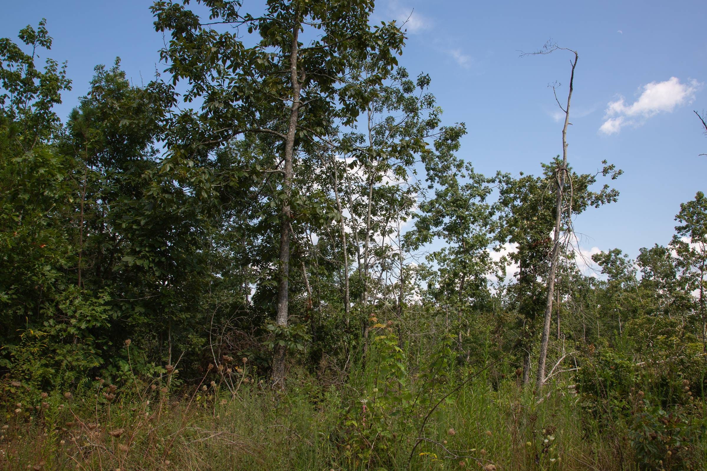 Borgmann’s Hollow Phase I Tract 18 photo 13