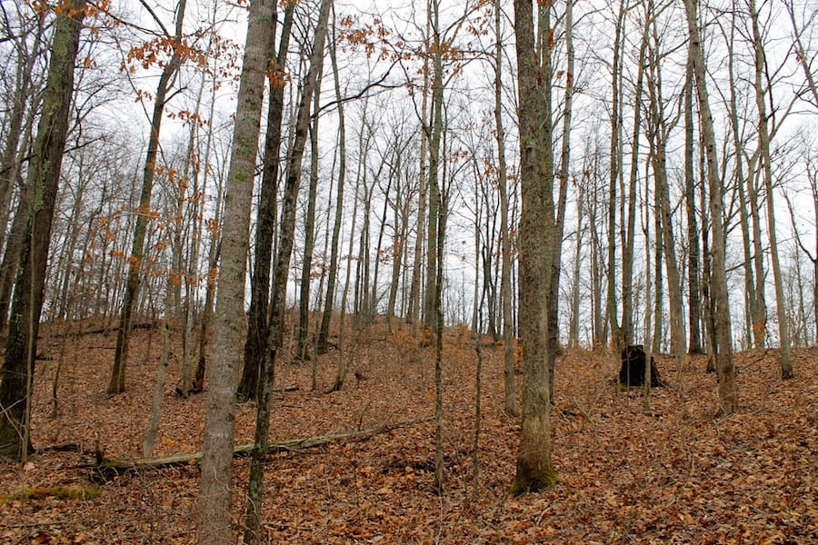 The Tennessean Tract 16 photo 5