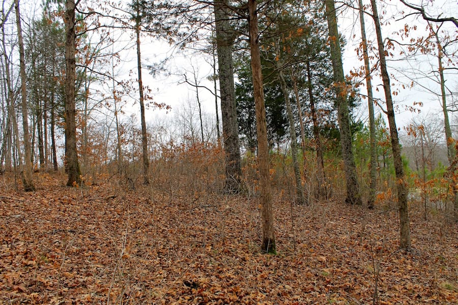 The Tennessean Tract 16 photo 7