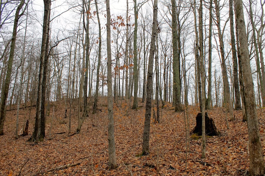 The Tennessean Tract 16 photo 9