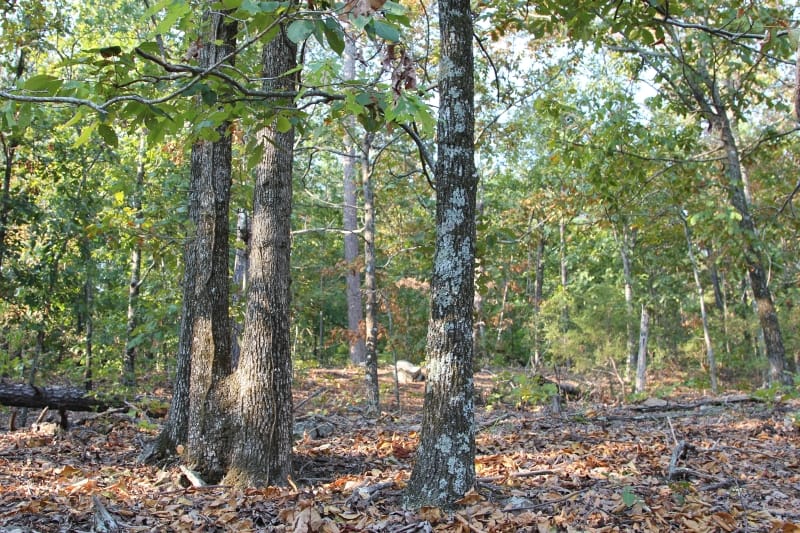 Lake View Ranch Tract 40 photo 3
