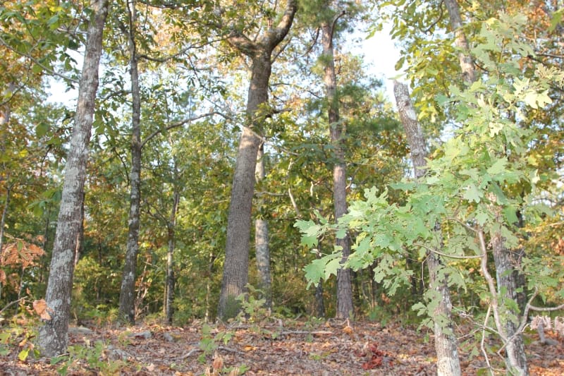 Lake View Ranch Tract 40 photo 4