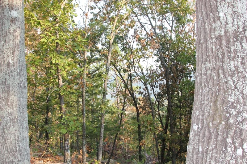 Lake View Ranch Tract 40 photo 5