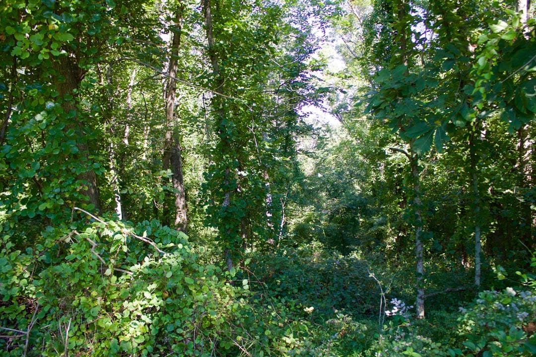 Heritage Hollow Tract 12 photo 5
