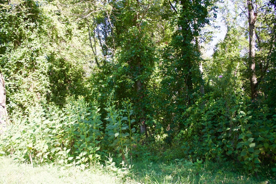 Heritage Hollow Tract 12 photo 6