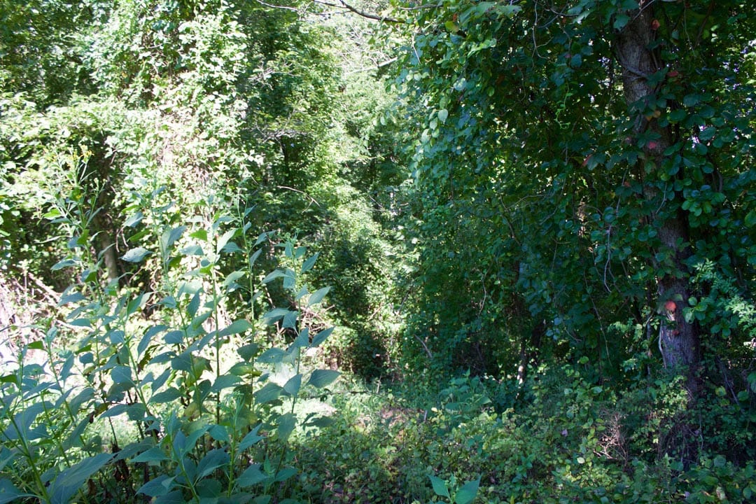 Heritage Hollow Tract 12 photo 7