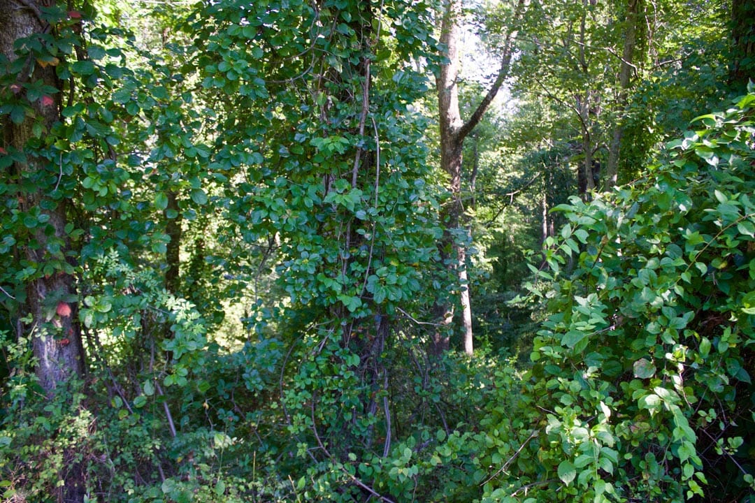 Heritage Hollow Tract 12 photo 8