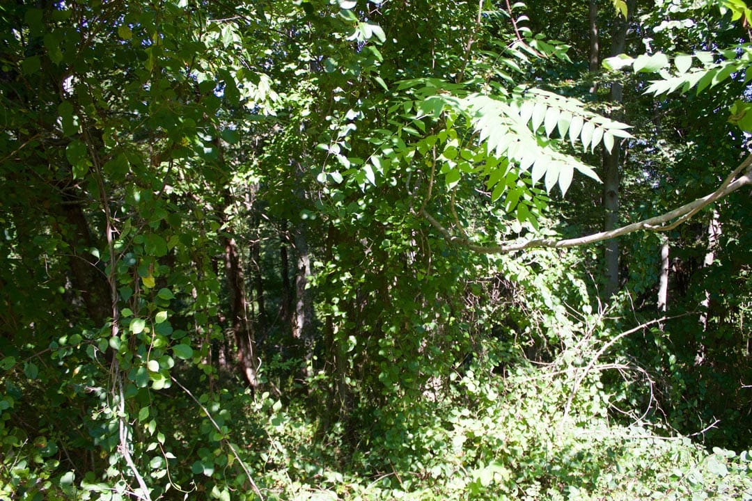 Heritage Hollow Tract 12 photo 9