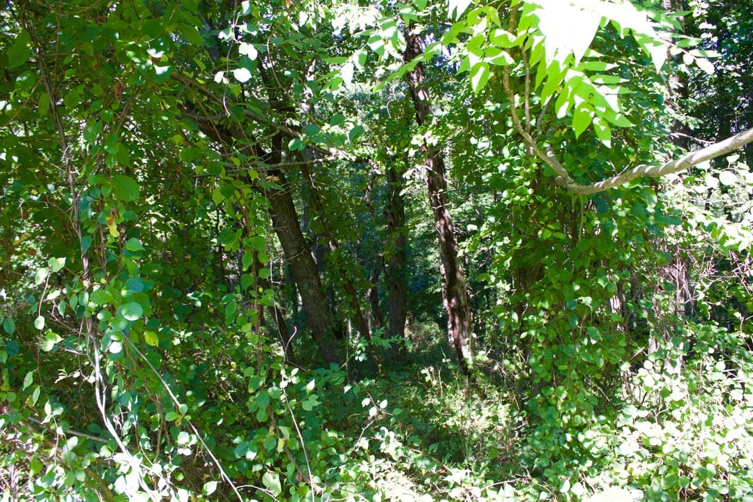 Heritage Hollow Tract 12 photo 11