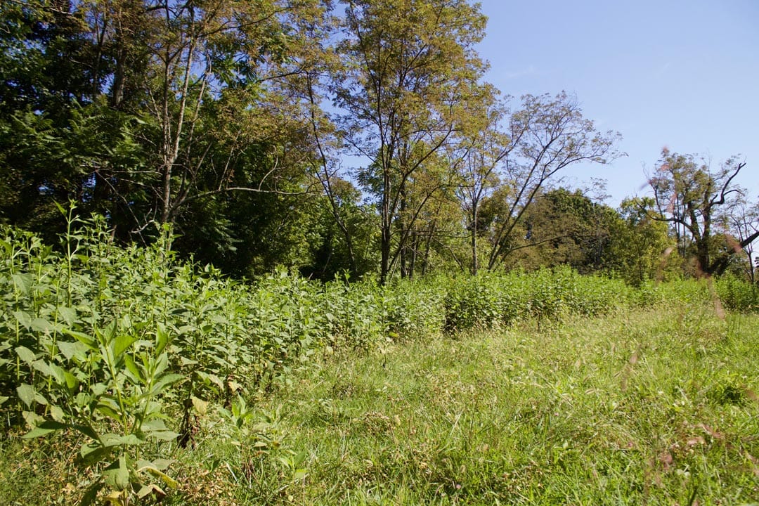 Heritage Hollow Tract 12 photo 12