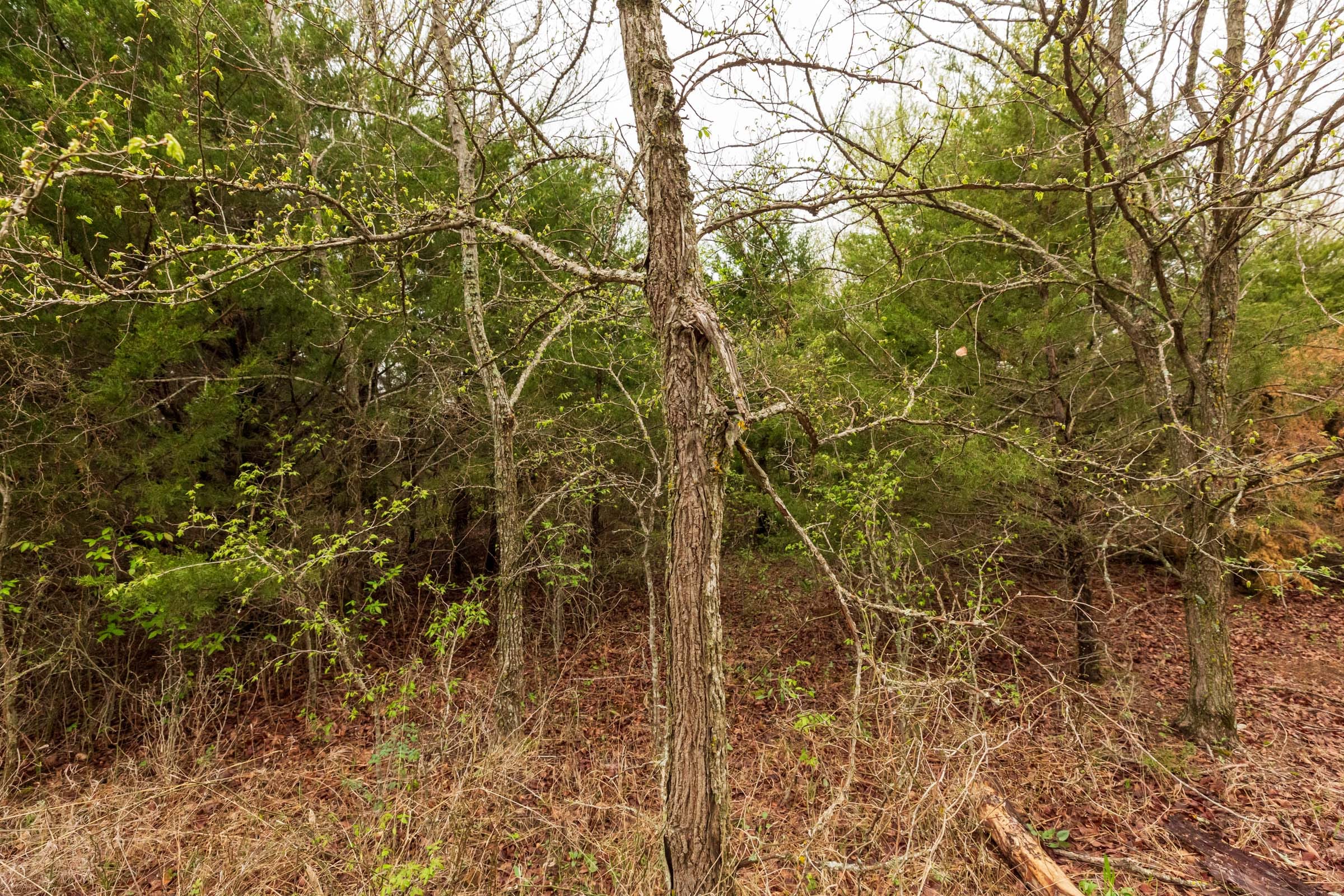 Moonrise Meadows Tract 8 photo 16
