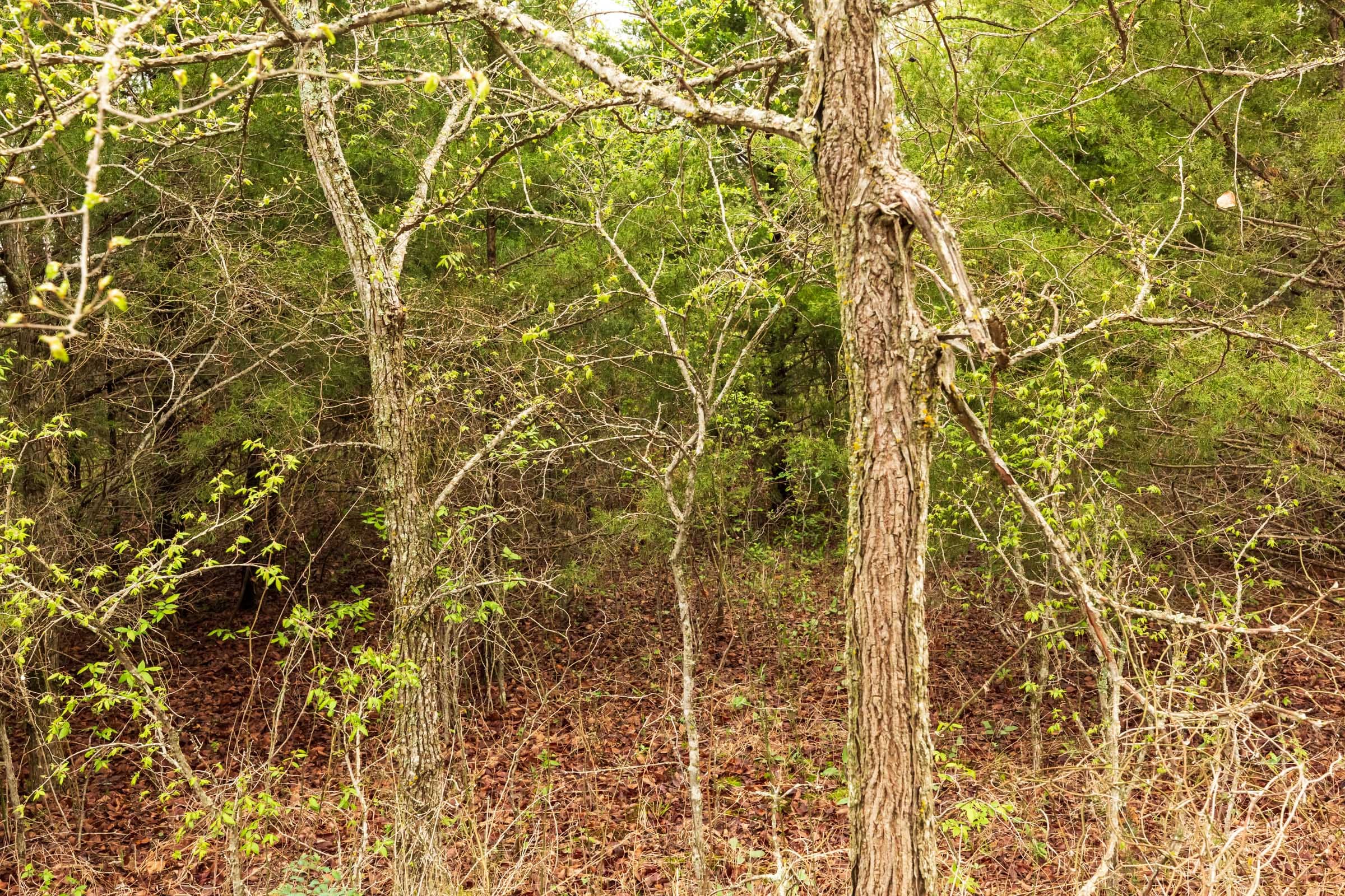 Moonrise Meadows Tract 8 photo 4