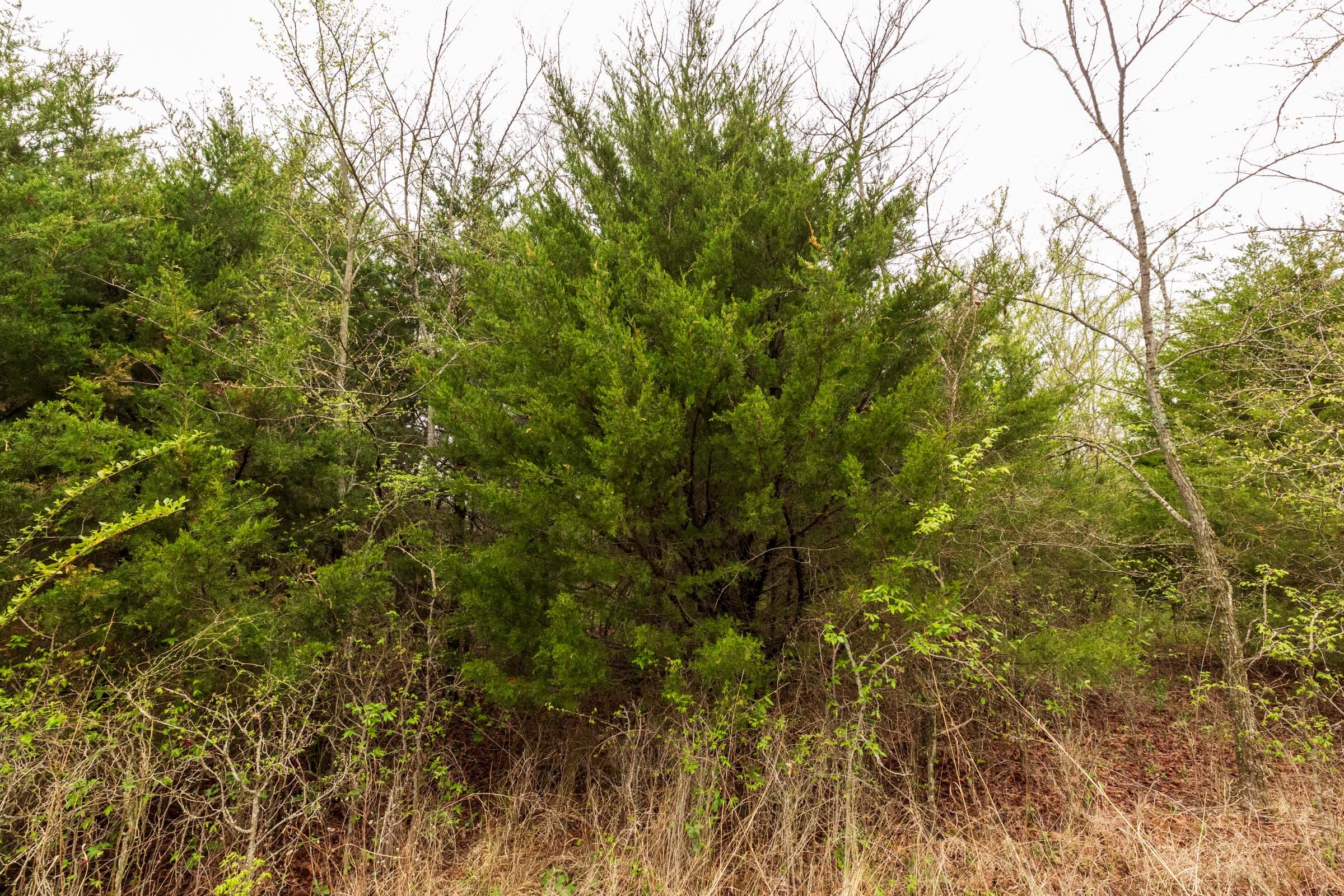 Moonrise Meadows Tract 8 photo 11