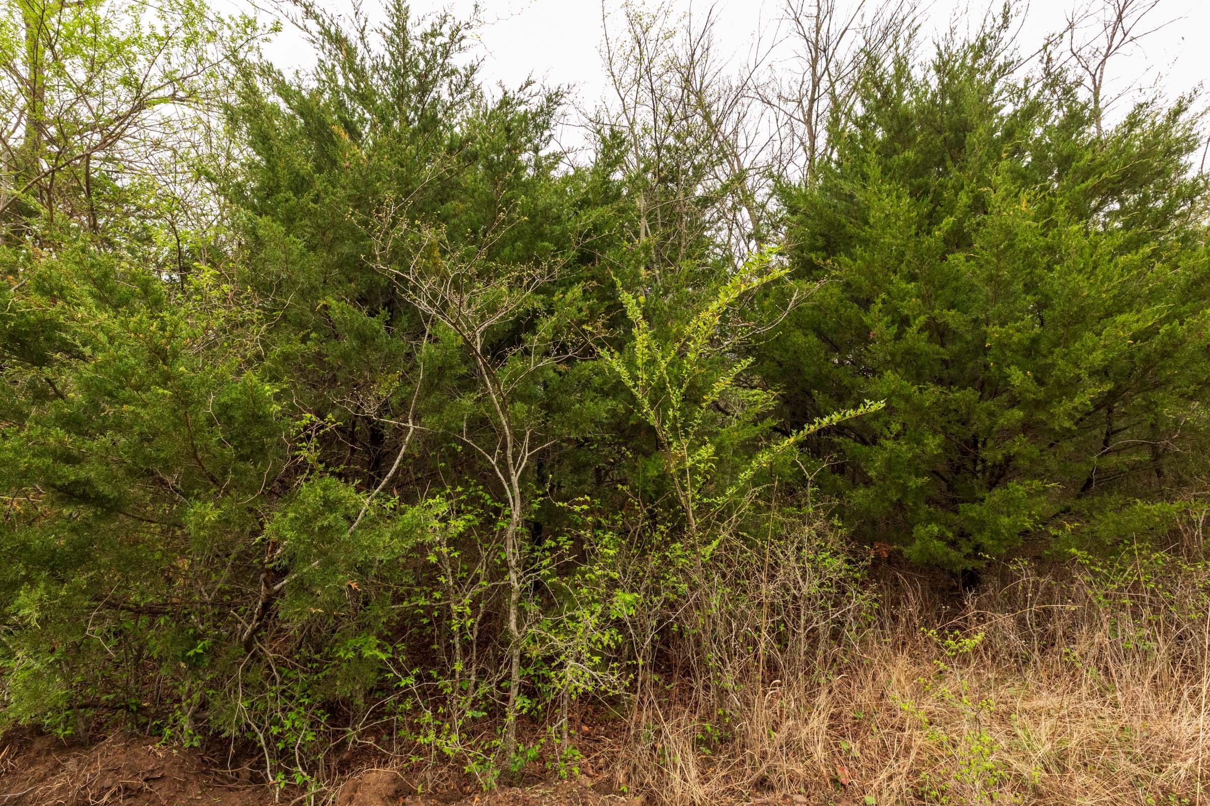 Moonrise Meadows Tract 8 photo 9