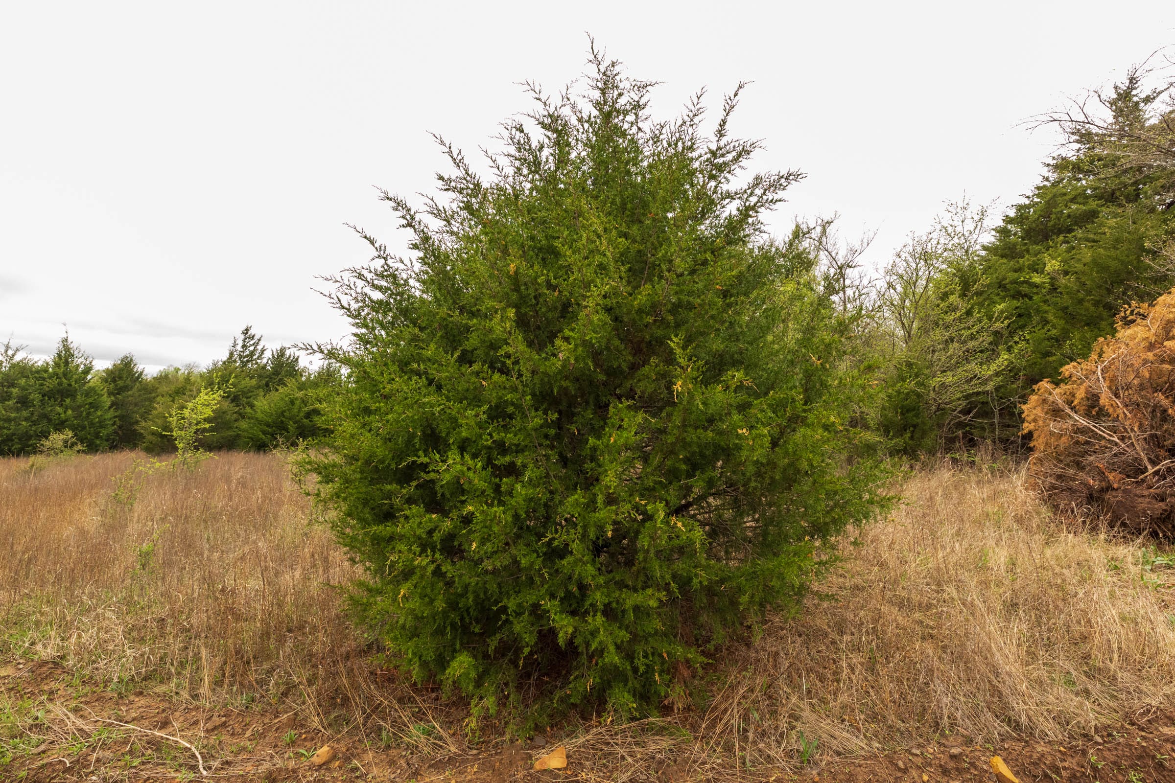 Moonrise Meadows Tract 8 photo 2