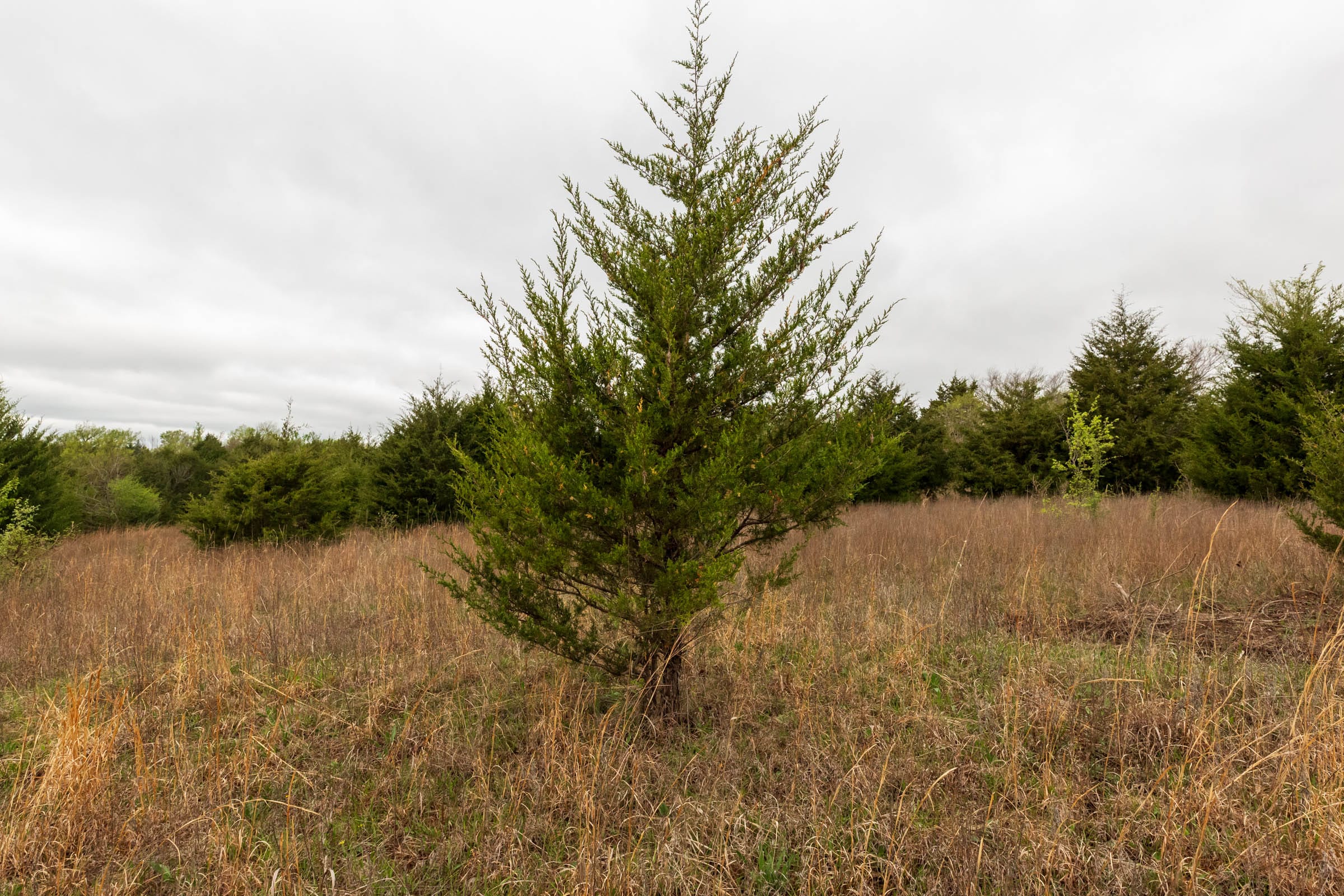Moonrise Meadows Tract 8 photo 8