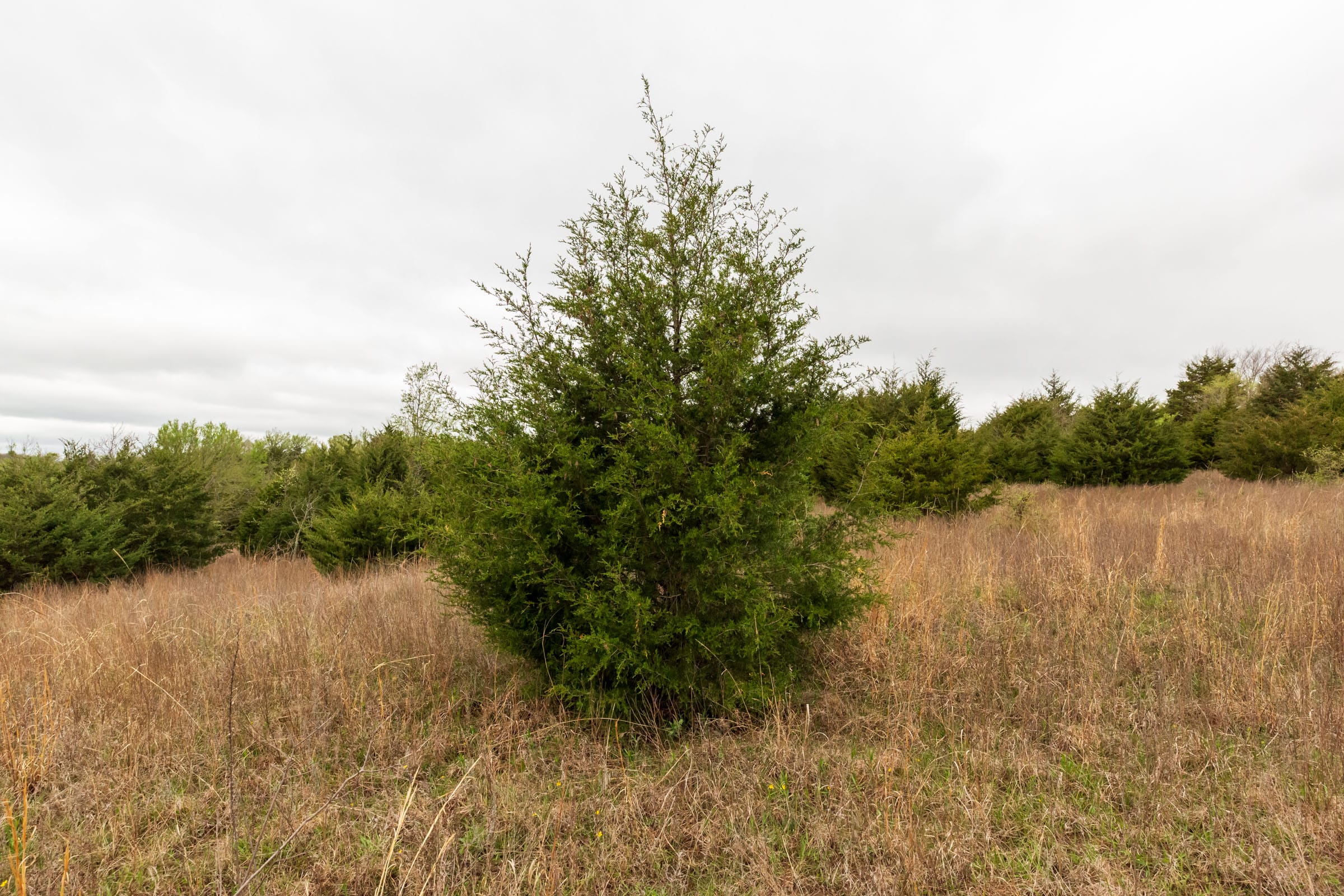 Moonrise Meadows Tract 8 photo 17