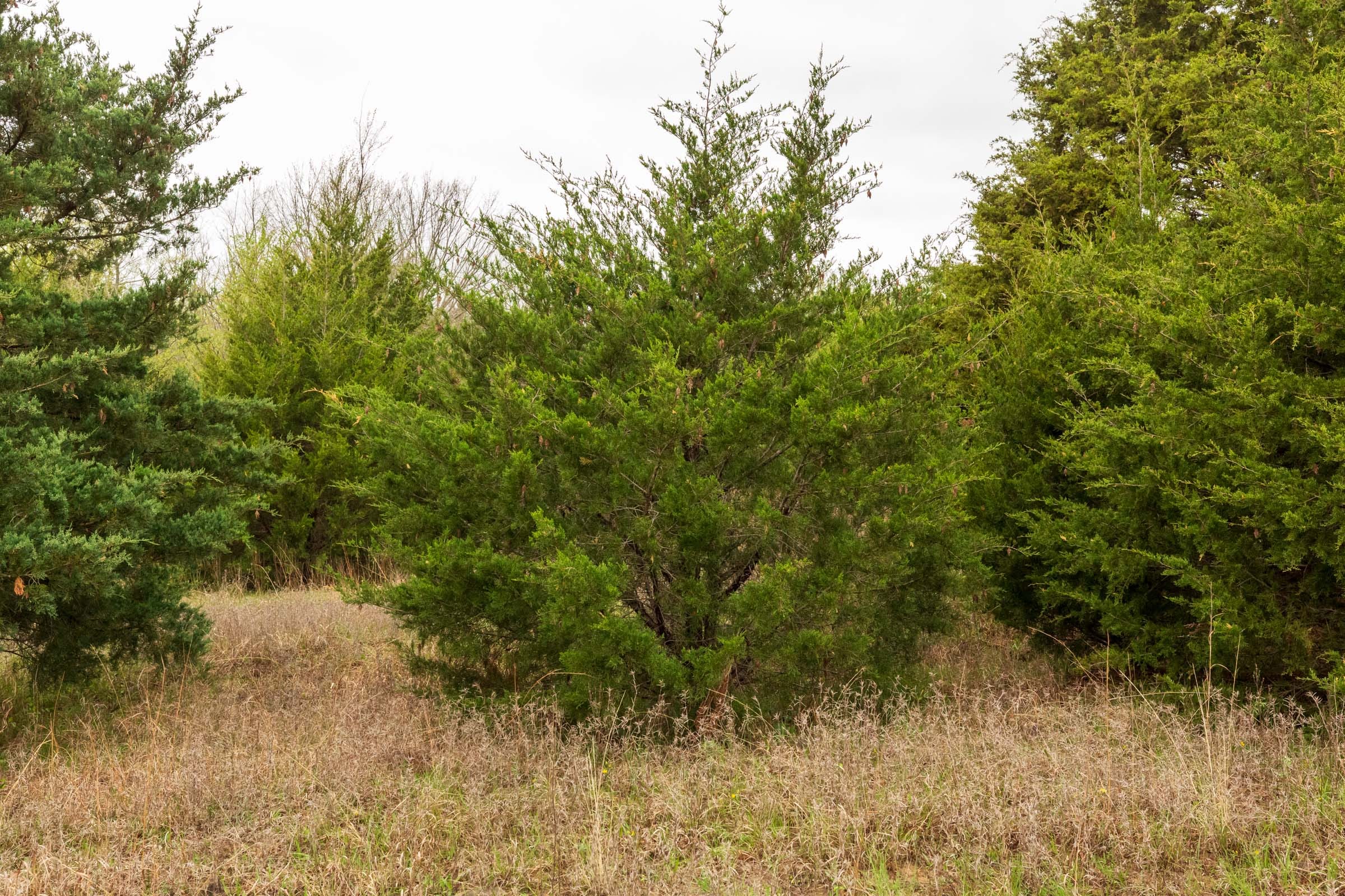 Moonrise Meadows Tract 8 photo 18