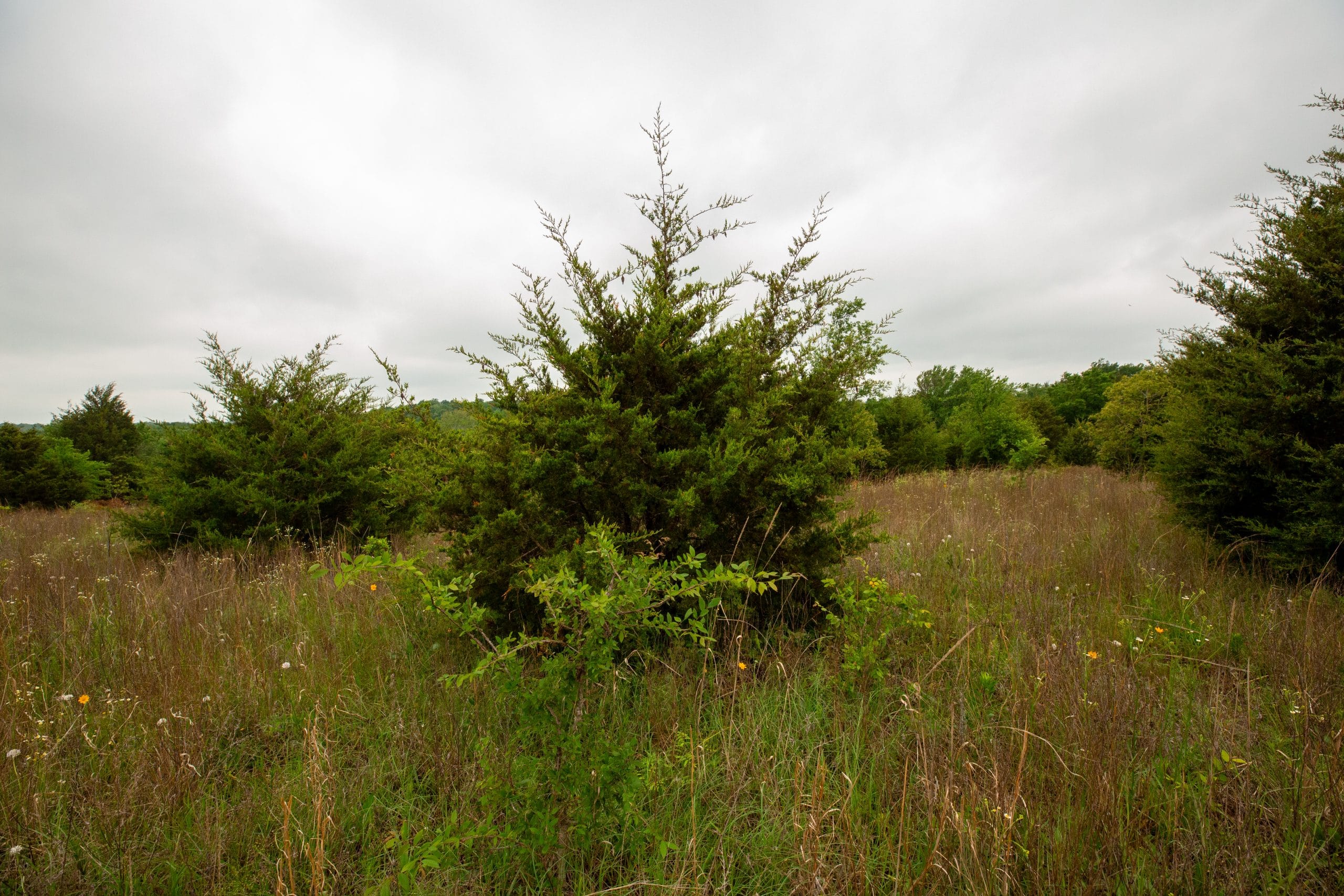 Moonrise Meadows Tract 8 photo 6
