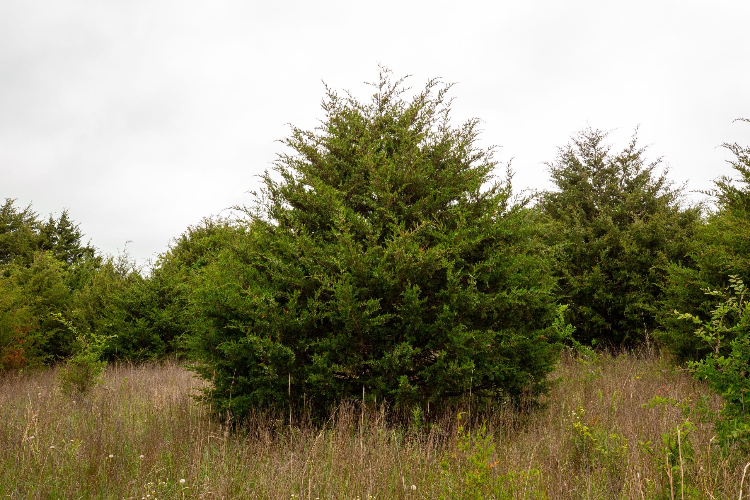 Moonrise Meadows Tract 8 photo 19