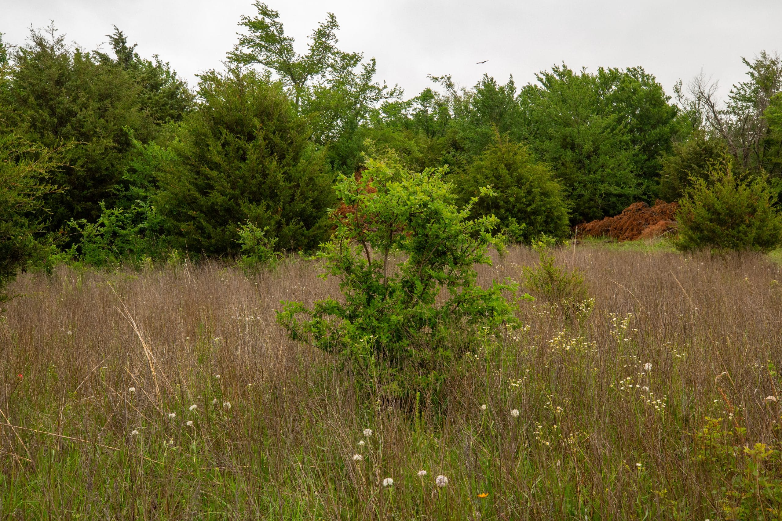 Moonrise Meadows Tract 8 photo 15