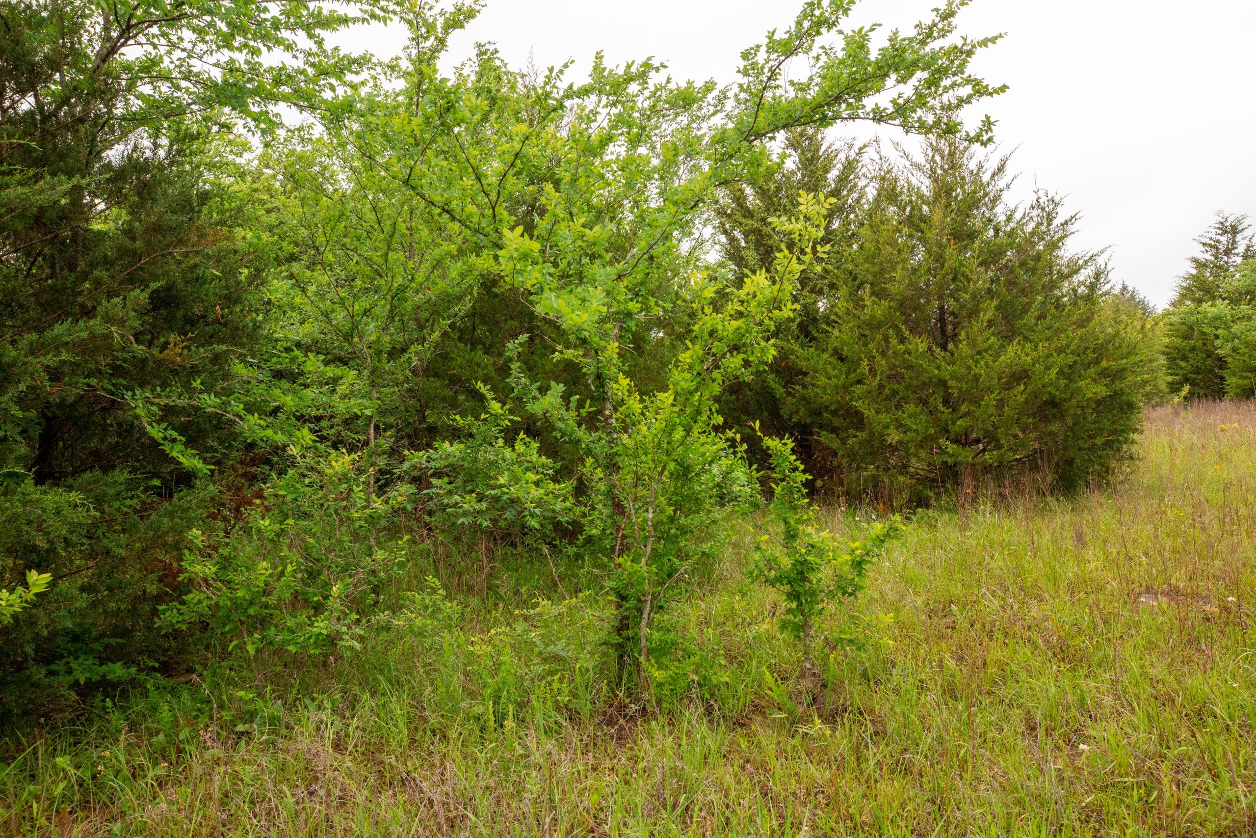Moonrise Meadows Tract 8 photo 3