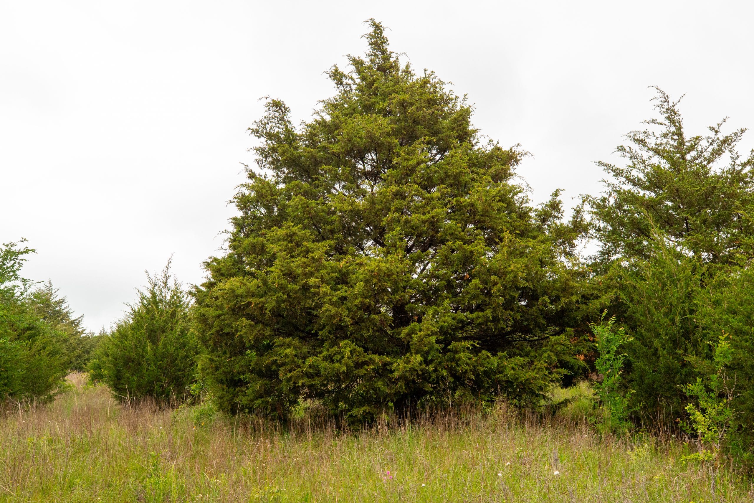 Moonrise Meadows Tract 8 photo 13