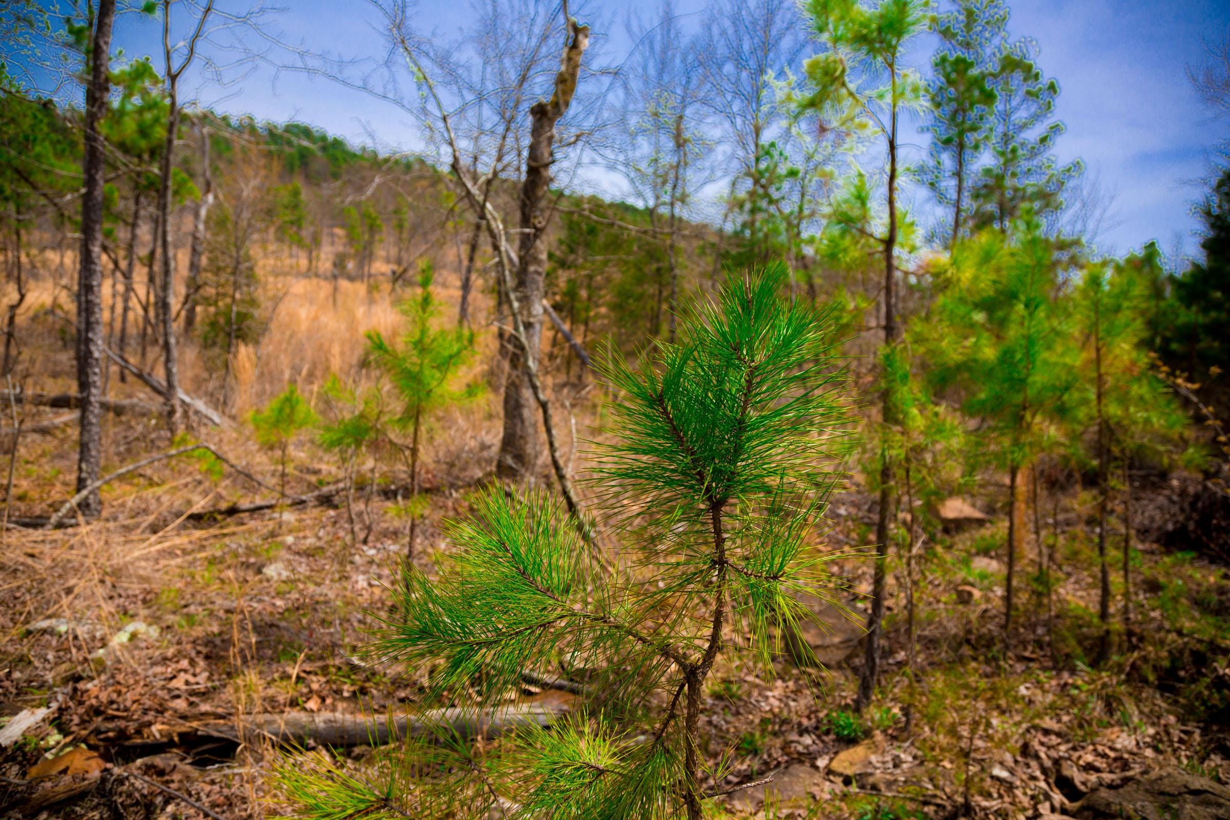 Stone Creek Phase II Tract 208 photo 6